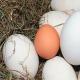 Как правильно выбирать и хранить гусиные яйца