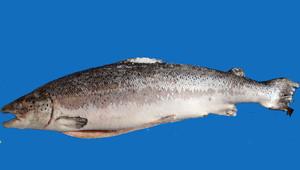 Рыба сёмга: польза и вред Что полезного в семге